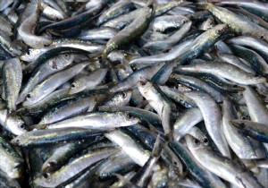 Balık sektörü bitti mi?