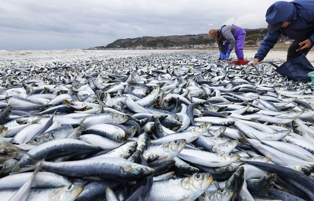 Japonya nın Hakodate kentinde binlerce balık kıyıya vurdu