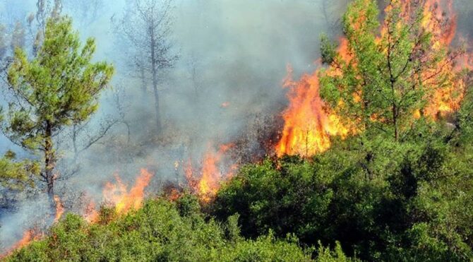 İstanbul Çatalca da orman yangını