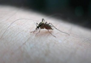 ABD ve Kanada da Zika virüsü görüldü!