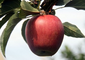 Sağlıklı yaşam için  üç ceviz, bir elma  önerisi!