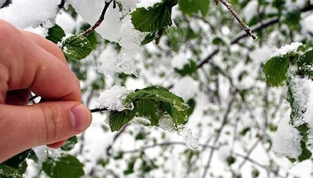 Elazığ ve Malatya yöresi için kayısıda zirai don uyarısı!