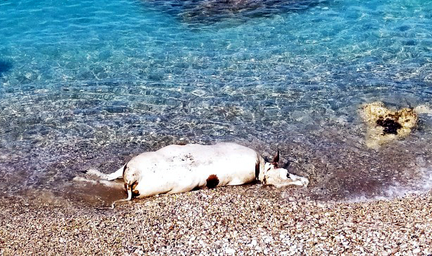 Marmaris açıklarında şok manzara! Ölü inek sahile vurdu