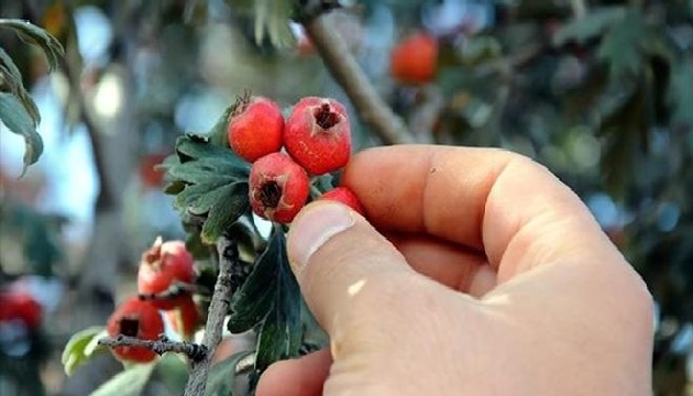 Alıcın kalp sağlığına büyük faydası var!