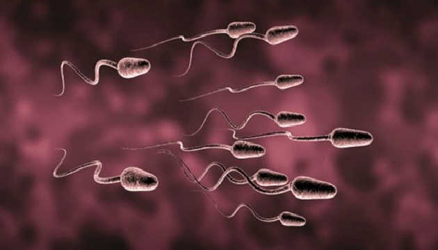 Farelerin Kök Hücresinden Sperm Üretildi!