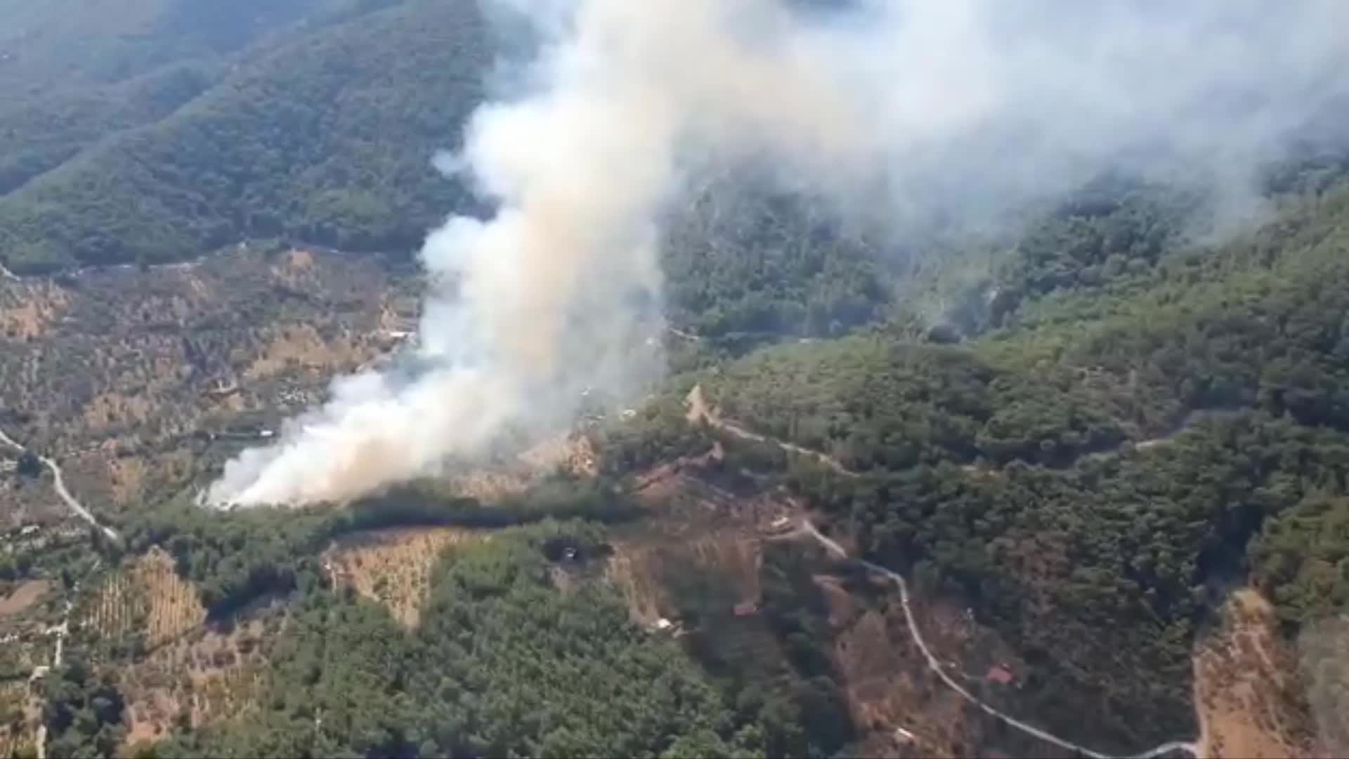 İzmir de orman yangını!