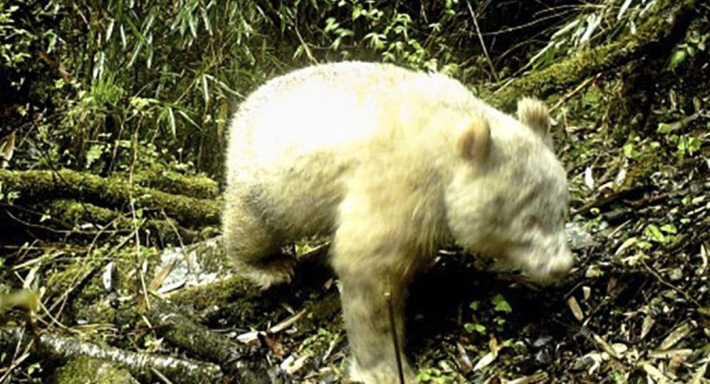  Dünyanın ilk albino pandası  görüntülendi