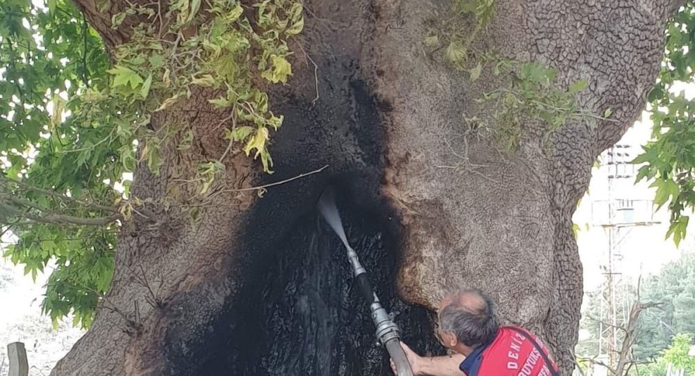 300 yıllık çınarı ateşe verdiler