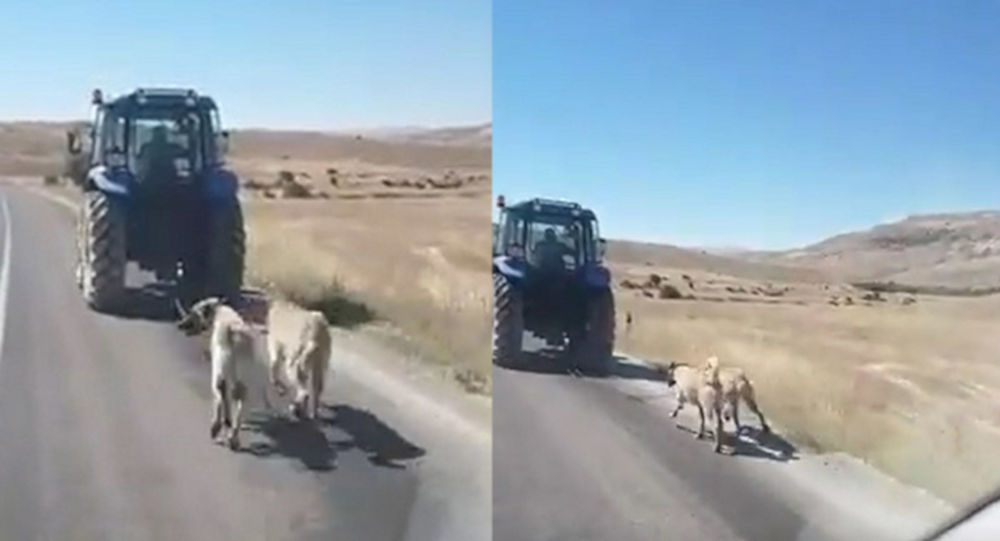 Kangal köpeklerini zincirle traktöre bağlayıp koşturdu