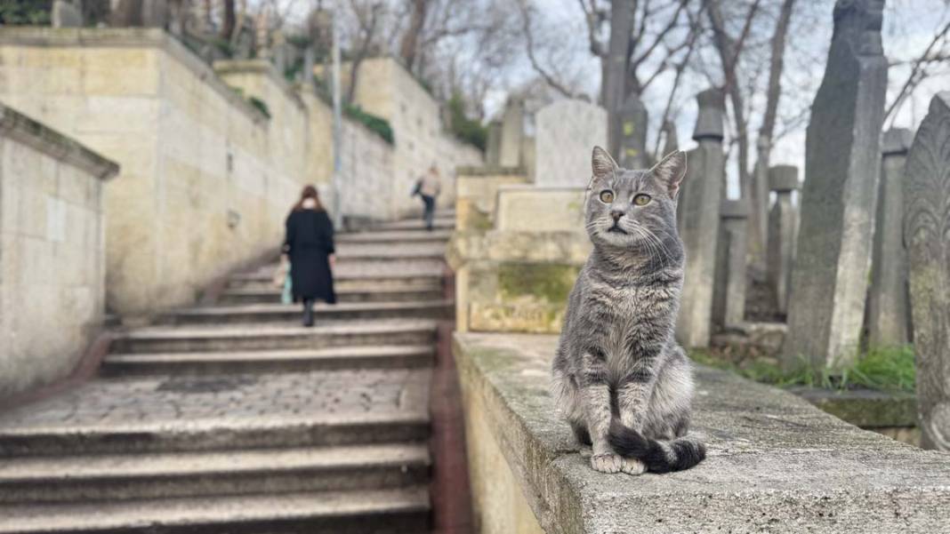 Sokaklarda yaşayan dostlar: İstanbul un Kedileri