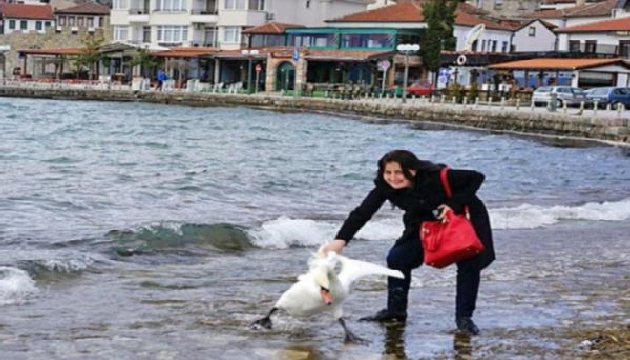 Fotoğraf uğruna kuğuyu öldürdü!