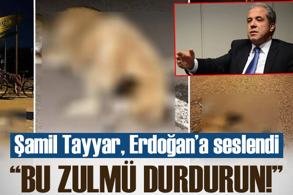  Türkiye nin her yerinde köpek avı başladı, Allah rızası için bu zulmü durdurun! 