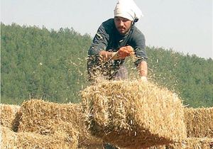 Saman Fiyatları Dibe Vurdu