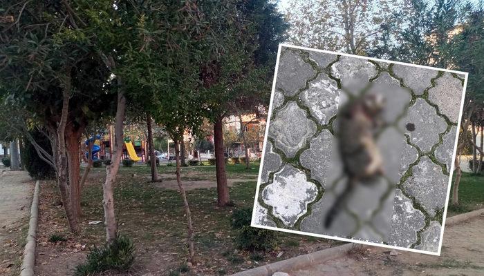 Emniyet harekete geçti! Seri kedi katili için özel ekip kuruldu