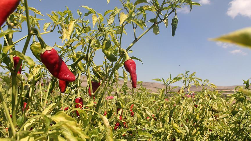 Acı biber yemek ömrü uzatıyor