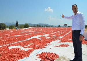 Avrupalının kurutulmuş domatesi Torbalı Ovası ndan!