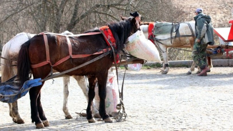 CHP’li Yavuzyılmaz: 2012’den beri Adalar’da 702 at öldürüldü