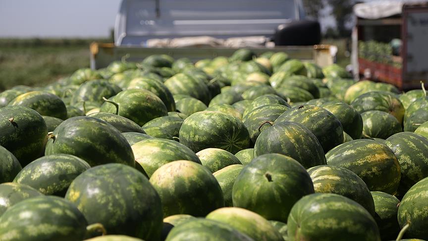 Karpuzun kilosu 15 kuruşa düştü