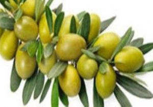 Silifke de Zeytin Hasadı Başladı