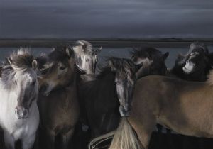 Tim Flach tan Atların Dünyası!