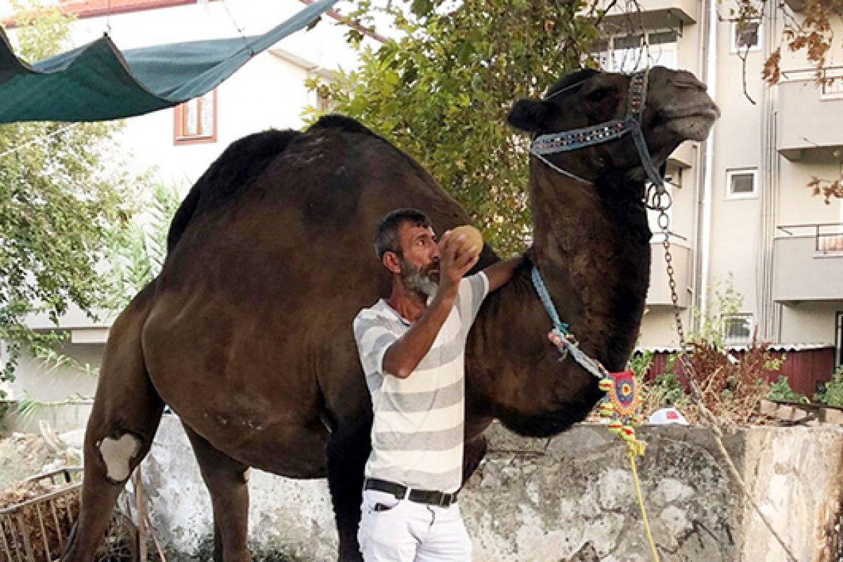 Devenin saldırdığı bir kişi hayatını kaybetti