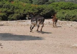 Bu Ada Turistlerin Yeni Gözdesi