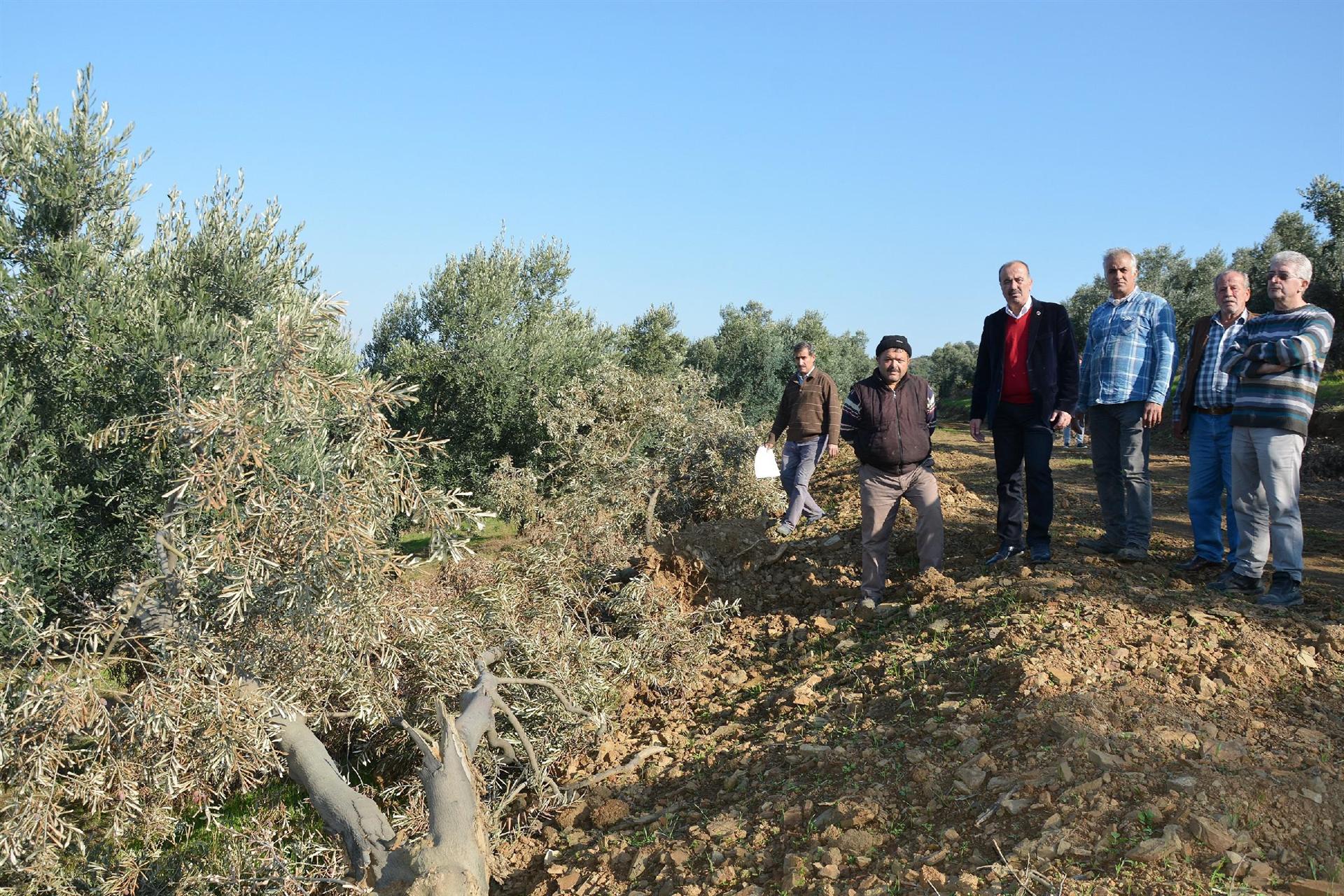 Asırlık zeytin ağaçları kesildi