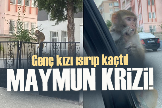 Çorum da maymun krizi!  Genç kız hastaneye kaldırıldı