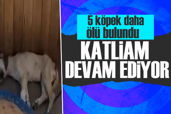 Ankara Altındağ da beş köpek daha ölü bulundu