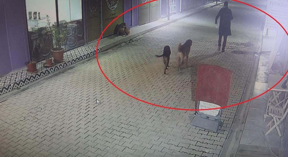 Kedileri köpeklere parçalatan madde bağımlısı şahıs gözaltına alındı