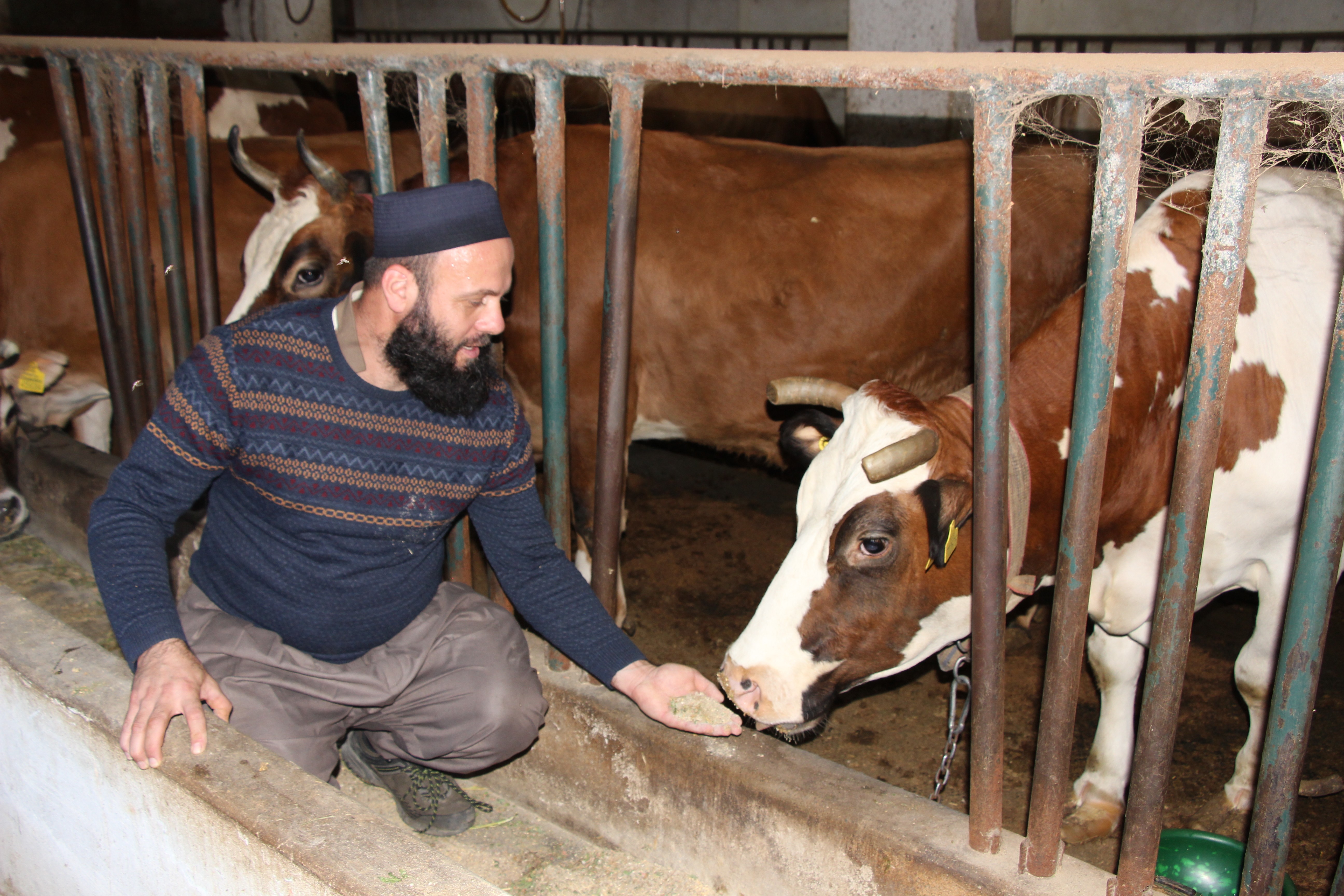 Genç çiftçi projesiyle hayvancılığa başladı