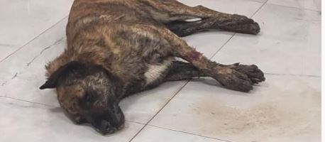 Ölü bulunan köpekler STK ları harekete geçirdi