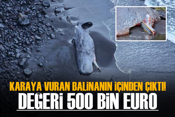 Karaya cesedi vuran balinanın içinden 500 bin Euro’luk amber çıktı