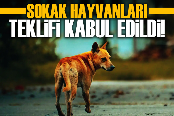 Çok tartışılan  sahipsiz hayvan  kanun teklifi kabul edildi!