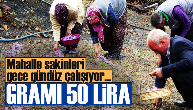 Safran hasadı başladı: Gramı 50 lira