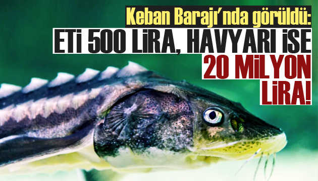 Keban Barajı nda görüldü: Eti 500 lira, havyarı ise 20 milyon!