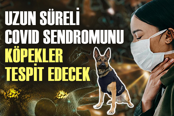 Uzun süreli Covid Sendromu nu köpekler tespit edecek!