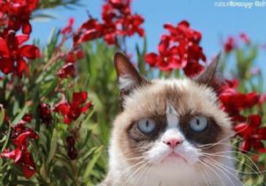 İnternet Fenomeni  Grumpy Cat !