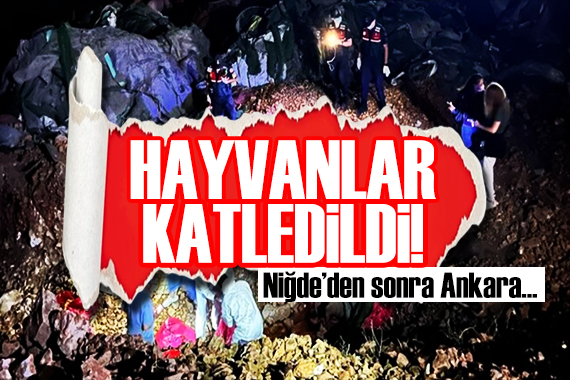 Ankara da sokak hayvanları katledildi! 6 kişi gözaltında