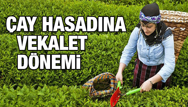 Çay hasadında vekalet dönemi