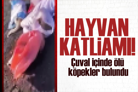 Edirne de çuval içinde ölü köpekler bulundu! Hayvan katliamına tepki