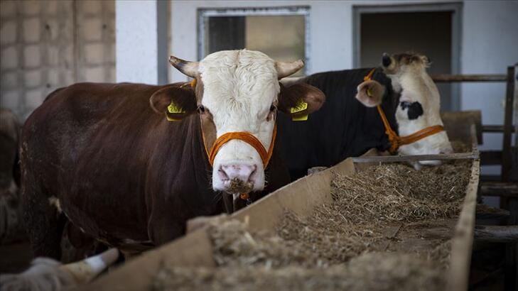 Kurban vekalet fiyatları belli oldu