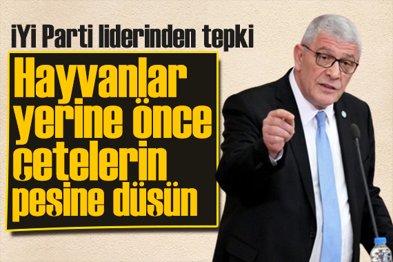 İYİ Parti lideri Dervişoğlu ndan sokak hayvanları tepkisi: Önce sokaktaki katillerin peşine düşün