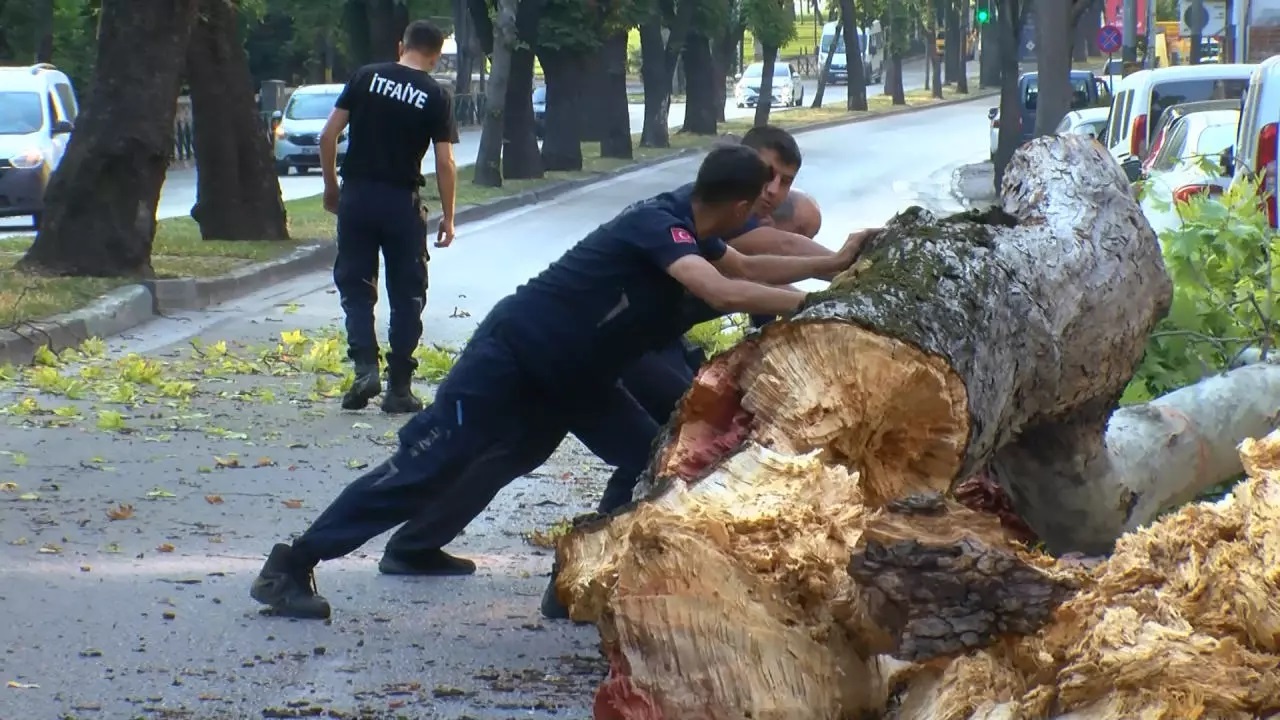 200 yıllık çınar devrildi