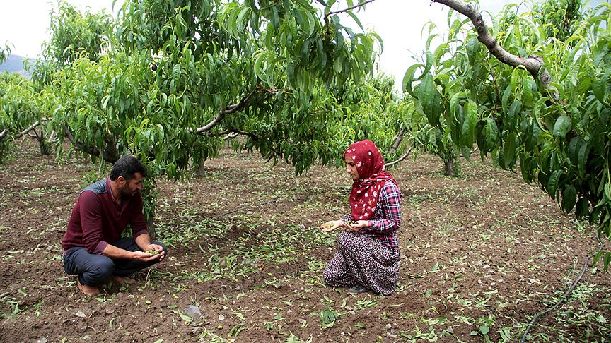 Yağan dolu ekine zarar verdi