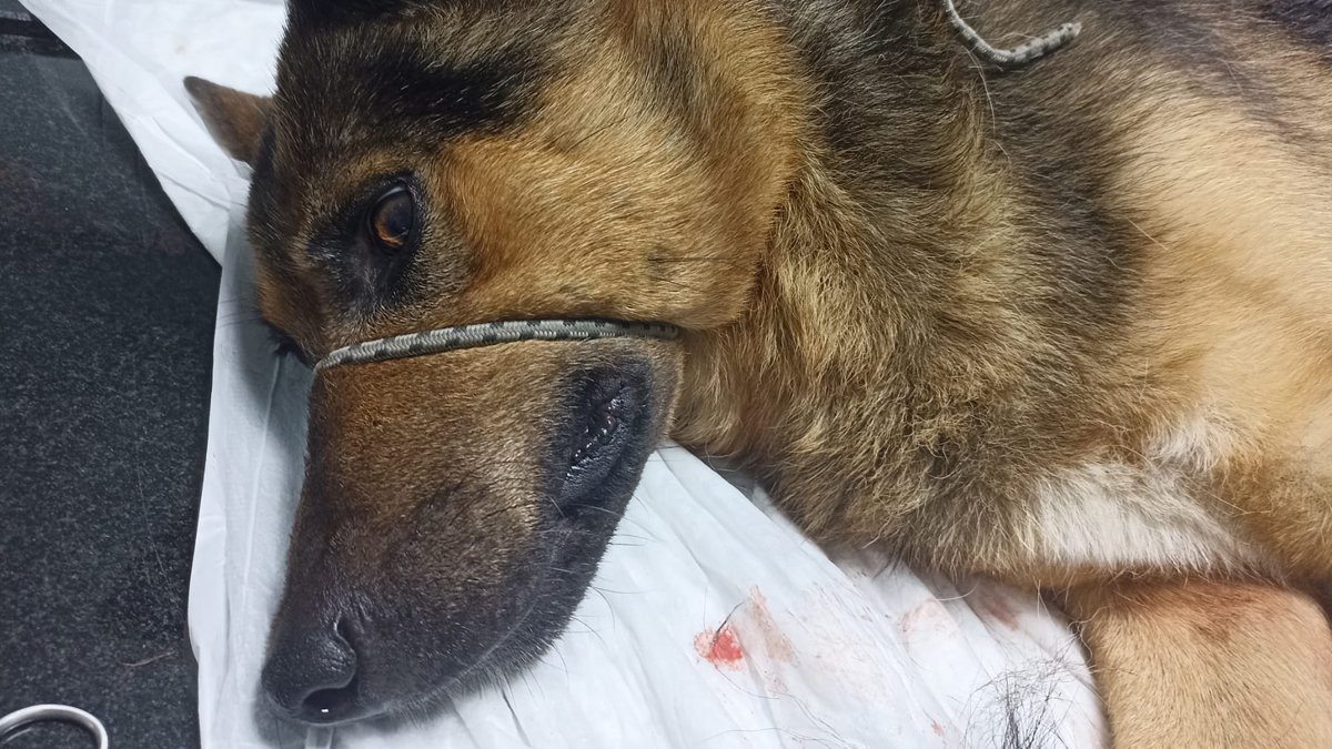 Köpeği vuran adam serbest!