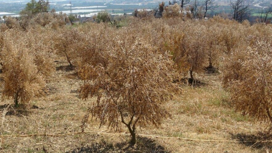 500 bin zeytin ağacı küle döndü