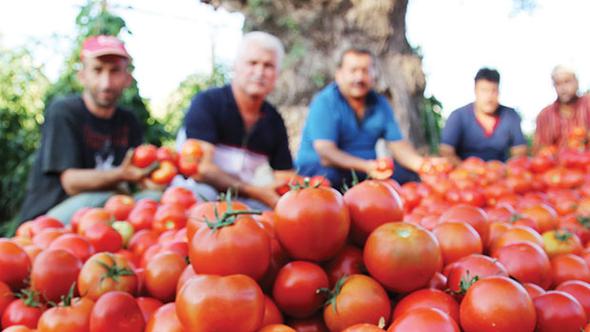 Domatesin fiyatı el yakıyor