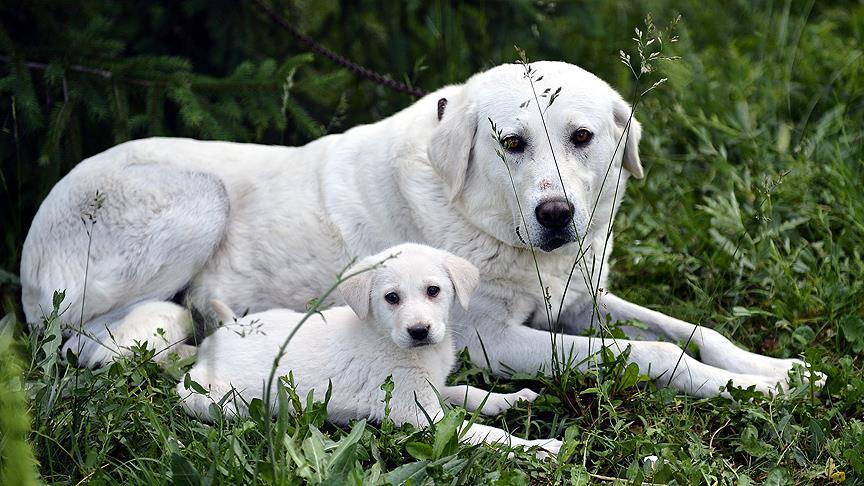 250 köpek birinci olabilmek için yarışacak