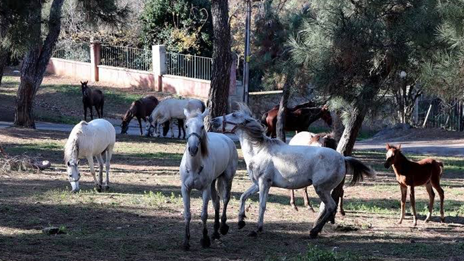 Kayıp atların akıbeti merak konusu oldu